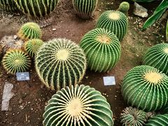 -北京植物园-展览温室