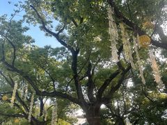 -安亭老街