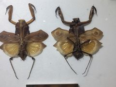 -上海昆虫博物馆