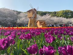 -苏州上方山国家森林公园