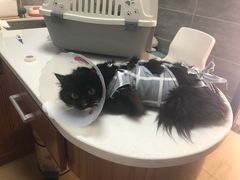 -美联众合宠物医院·爱萌分院·内外科·猫科中心