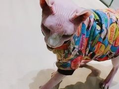 -藏猫猫咖啡主题馆(中央大道店)