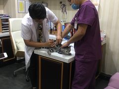 -宠爱国际动物医院·疑难骨科·心肾内科·皮肤科(太阳宫店)