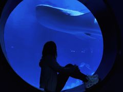 -烟台海昌鲸鲨海洋公园