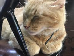 -李小姐の猫咖啡馆(五角场店)