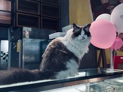 -咖法森林·咖啡  酒吧(天河店)