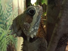 -费瑟代尔野生动物园