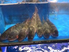 -盒马鲜生(曜一城店)