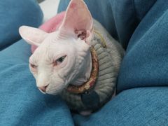 -糯米喵星人·撸猫猫舍咖啡馆(西市场嘉华店)