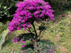 -深圳仙湖植物园