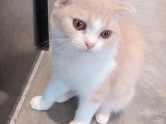 -瞄一喵猫咖(格力海岸店)