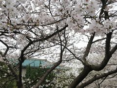 -武汉大学-樱园
