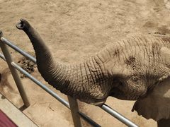 -西霞口神雕山野生动物世界