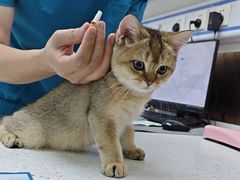 -宠颐生宠物医院·心肾内科·猫专科诊疗中心宠巢店