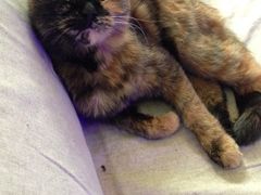 -Sirena海妖日咖夜酒