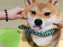 -逗柴咖啡屋·狗咖猫咖宠物桌游