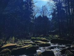 -汤旺河林海奇石景区