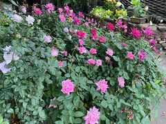 -园林美食城·本土农家菜(杨和镇店)