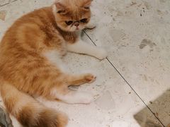 -飞行喵MR PILOT|猫舍·猫咖(静安大融城店)