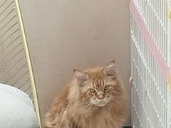 -藏猫猫咖啡主题馆(中央大道店)