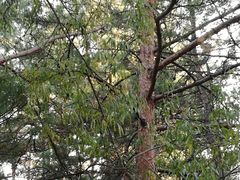 -帽儿山国家森林公园