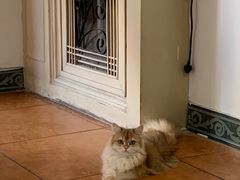 -纳吉亚猫专科动物医院·北北分院