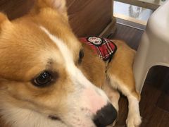 -柯斗斗主题餐厅·狗咖·围炉煮茶·茶饮(国瑞升平里店)