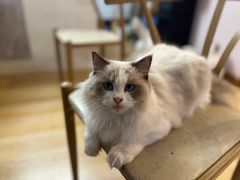 -猫咪派对(江南西店)