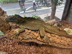 -酷以爬仙阁实体爬宠店·守宫·蜥蜴·专业繁育