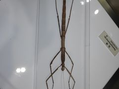 -上海昆虫博物馆