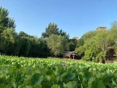 -莲湖公园
