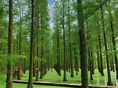 -渌洋湖湿地公园