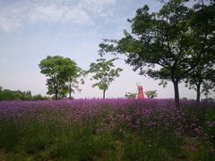 -同里国家湿地公园