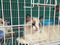 -猫十亿·布偶金渐层·曼基康矮脚猫舍(青年路店)
