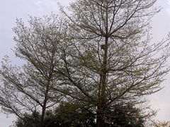 -福田红树林生态公园