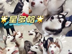 -星多哈·狗咖·拼豆·咖啡