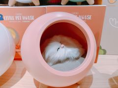 -酷乐潮玩(金桥国际店)