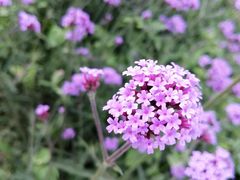 -名花谷生态庄园
