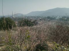 -香雪海