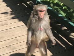 -西双版纳原始森林公园