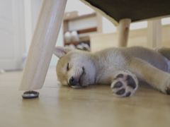 -柴犬小屋·柴餐厅·狗咖食堂(金鼎广场店)