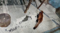 -Zoolung Zoolung动物主题公园(海信广场店)