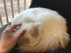 -平行世界·猫咖(首经贸店)
