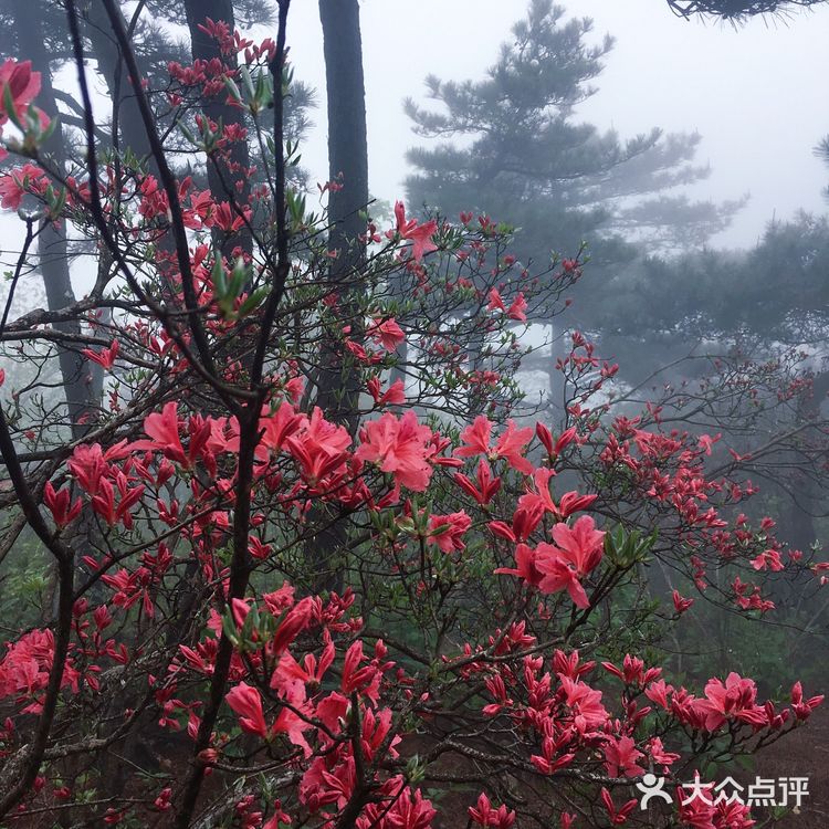 人间四月芳菲尽 花台杜鹃始盛开