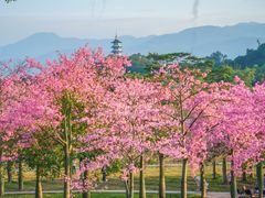 -风云岭森林公园