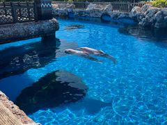 -帝企鹅自助餐厅•儿童岛•真企鹅(长隆企鹅酒店)