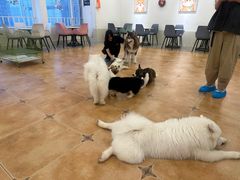 -Let's go狗咖·猫咖·奶狗·桌游(春熙路IFS店)