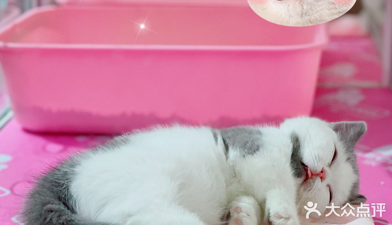 初春🌸阳光☀️午后，猫猫🐱都在睡大觉💤