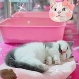 初春🌸阳光☀️午后，猫猫🐱都在睡大觉💤
