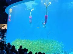 -合肥海洋世界